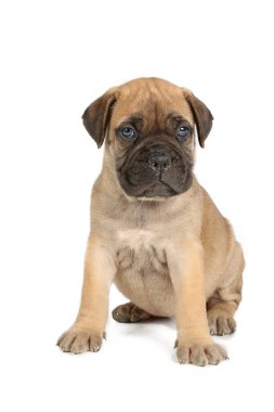 beyaz arka planda izole edilmiş bulmastiff köpek yavrusu 