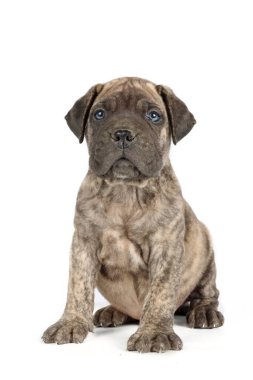 beyaz arka planda izole edilmiş bulmastiff köpek yavrusu 