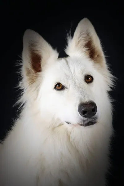 Swiss White Shepherd Isolado Estúdio — Fotografia de Stock