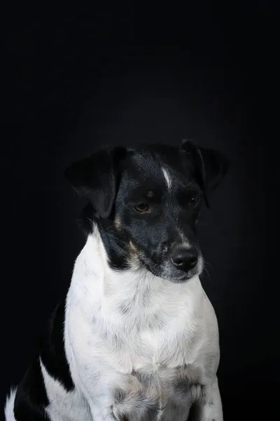 Jack Russell Terrier Stüdyoda — Stok fotoğraf