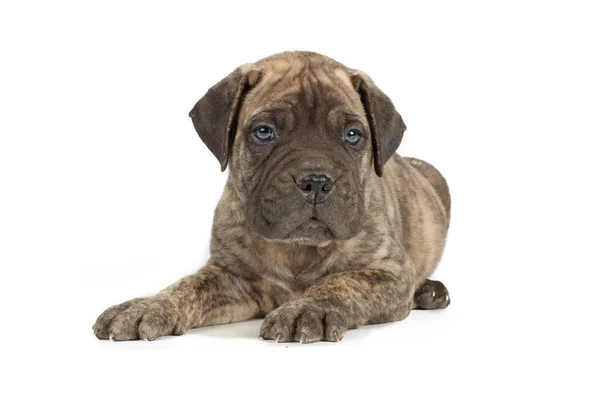 Bullmastiff Puppy Geïsoleerd Witte Achtergrond — Stockfoto