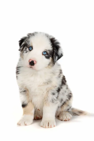 Cachorro Pastor Australiano Sentado Fondo Blanco — Foto de Stock