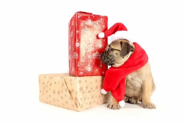 Fantoche Bullmastiff Com Disfarce Decoração Natal — Fotografia de Stock