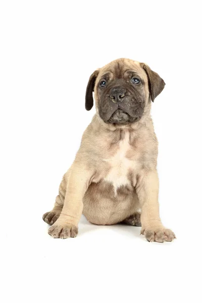 Bullmastiff Puppy Geïsoleerd Witte Achtergrond — Stockfoto