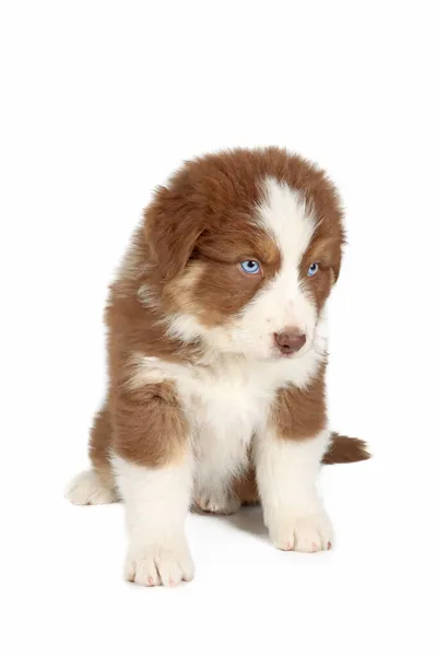 Cachorro Pastor Australiano Sentado Fondo Blanco —  Fotos de Stock