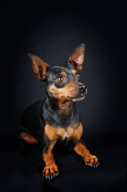 Siyah arka planda izole edilmiş minyatür pinscher köpeğinin portresi