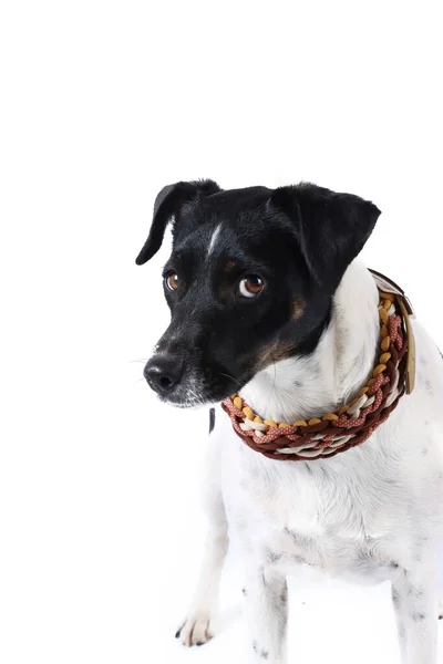 Retrato Jack Russell Dog Estudio —  Fotos de Stock