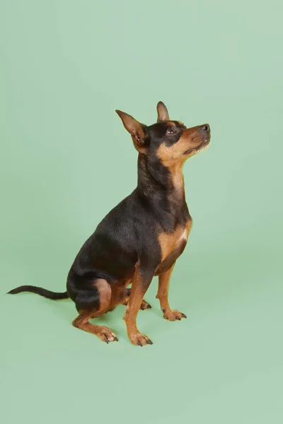 Miniatur Pinscher Hund Isoliert Auf Weißem Hintergrund — Stockfoto