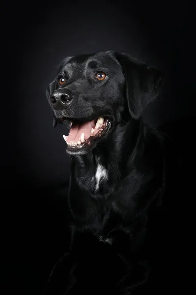 Портрет Черного Лабрадора Черном Фоне — стоковое фото