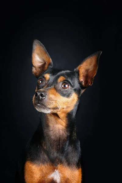 Retrato Perro Pinscher Miniatura Aislado Sobre Fondo Negro —  Fotos de Stock
