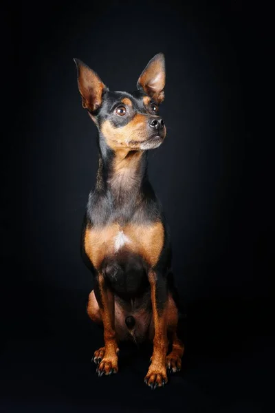 Retrato Perro Pinscher Miniatura Aislado Sobre Fondo Negro —  Fotos de Stock