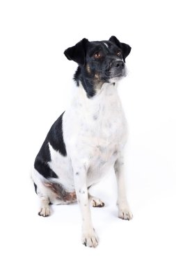 Stüdyoda Jack Russell Dog