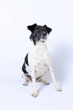 Stüdyoda Jack Russell Dog