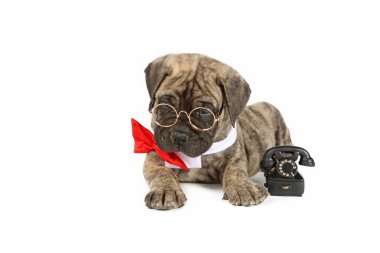 Kırmızı papyon, gözlük ve beyaz üzerine izole edilmiş eski bir telefon.