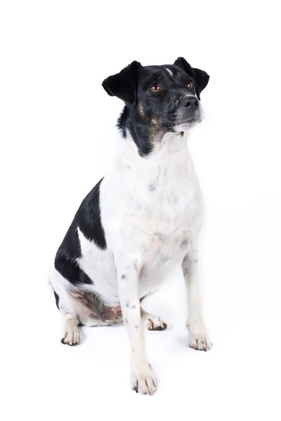 Jack Russell Dog Студии — стоковое фото