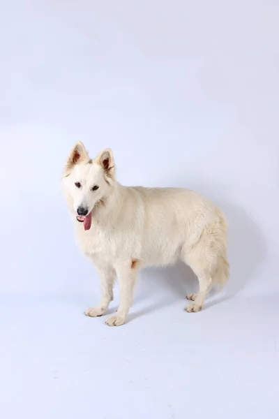 Swiss White Shepherd Isolado Estúdio — Fotografia de Stock