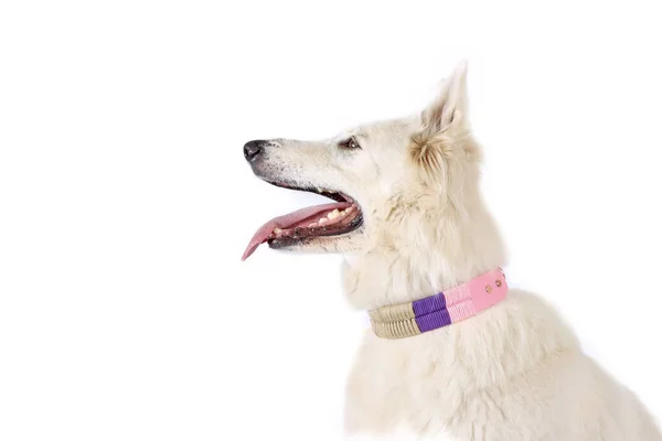 Swiss White Shepherd Isolado Estúdio — Fotografia de Stock