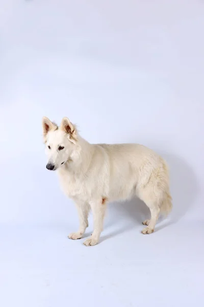 Swiss White Shepherd Aislado Estudio —  Fotos de Stock