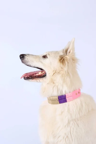 Swiss White Shepherd Aislado Estudio —  Fotos de Stock