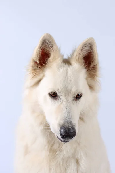 Swiss White Shepherd Isolado Estúdio — Fotografia de Stock