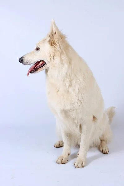 Swiss White Shepherd Aislado Estudio —  Fotos de Stock