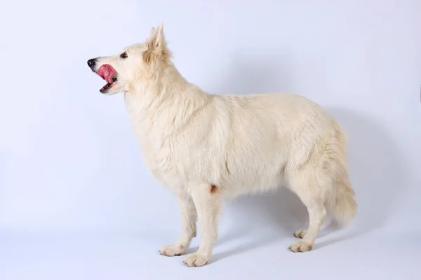 Swiss White Shepherd Isolerad Studio — Stockfoto