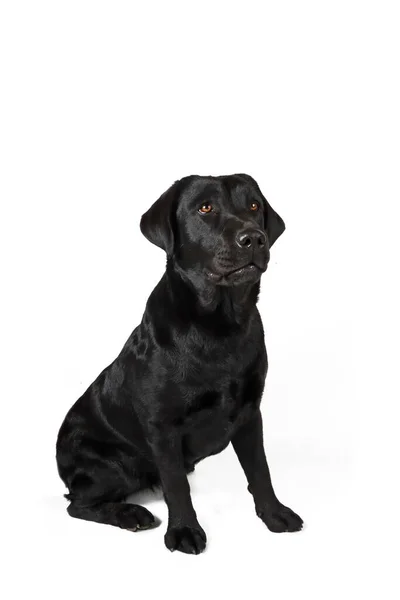 被白色隔离的黑色拉布拉多犬 — 图库照片