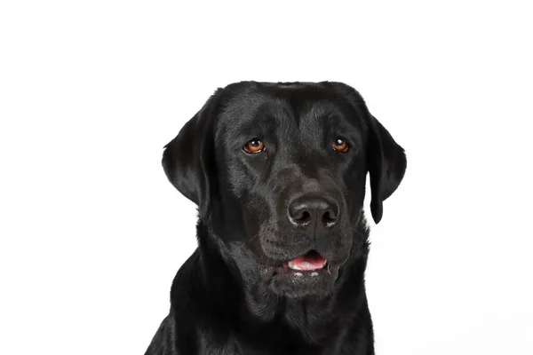 被白色隔离的黑色拉布拉多犬 — 图库照片