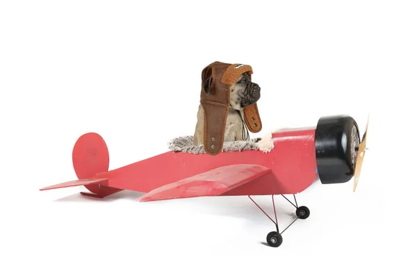 在与白色背景隔离的旧飞机上的小狗斗牛士 免版税图库照片