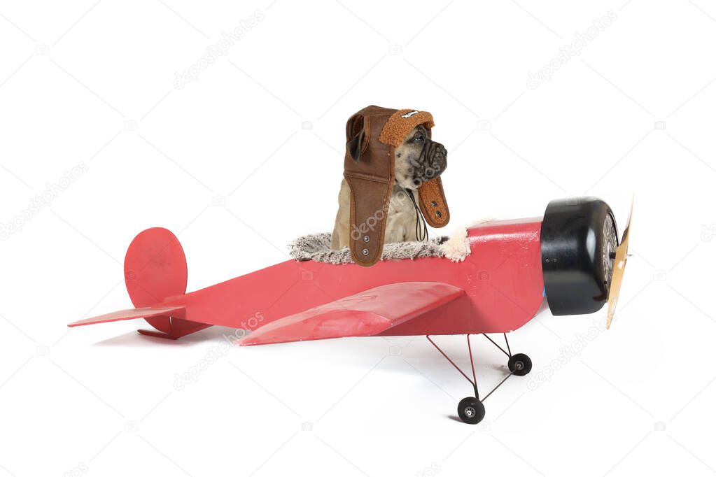 puppy bullmastiff in a old  plane isolated isolated in white background