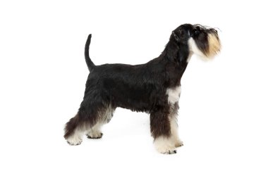 Ayakta duran minyatür schnauzer köpek yavrusu beyaza izole edilmiş.