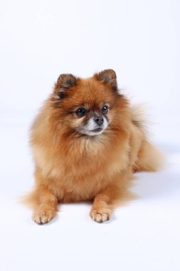Pomeranian spitz beyaz arka plan üzerinde izole 