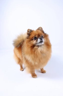  Pomeranya köpekleri beyazı izole eder. 