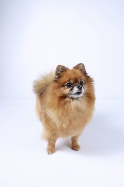  Pomeranya köpekleri beyazı izole eder. 