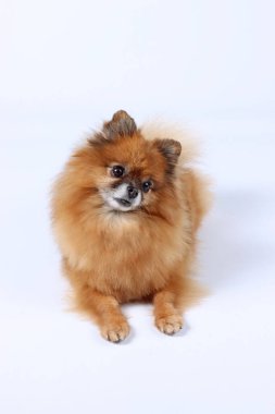  Pomeranya köpekleri beyazı izole eder. 