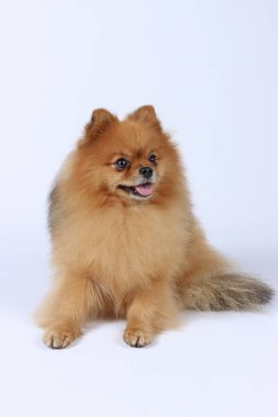  Pomeranya köpekleri beyazı izole eder. 