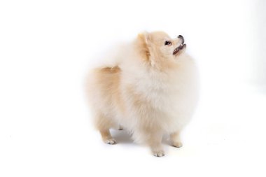  Pomeranya köpekleri beyazı izole eder. 