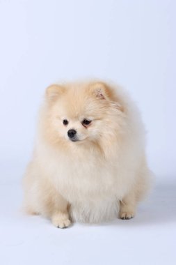  Pomeranya köpekleri beyazı izole eder. 