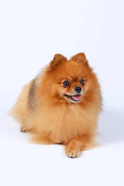 Perro Spitz Pomeraniano Aislado Blanco — Foto de Stock