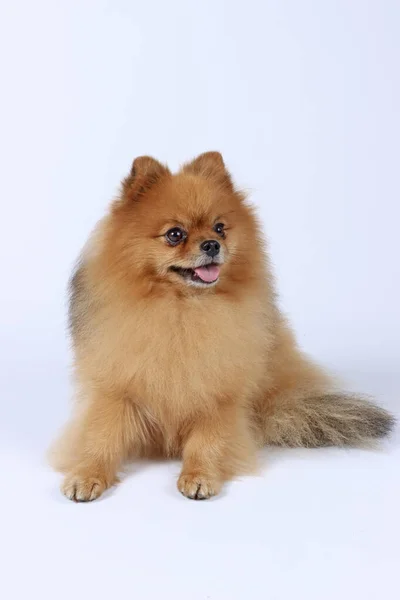 Perro Spitz Pomeraniano Aislado Blanco — Foto de Stock