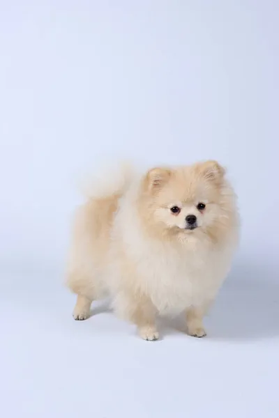 Perro Spitz Pomeraniano Aislado Blanco —  Fotos de Stock