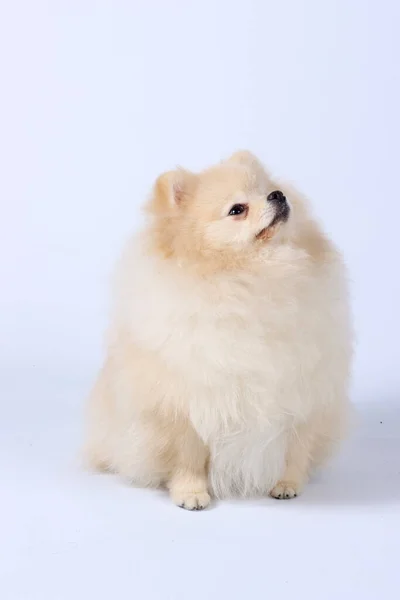 Perro Spitz Pomeraniano Aislado Blanco — Foto de Stock