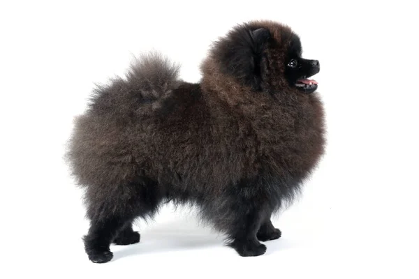 Pomeranian Spitz Pes Izolovaný Bílém — Stock fotografie