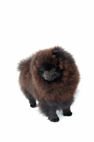 Pomeranian Spitz Pes Izolovaný Bílém — Stock fotografie