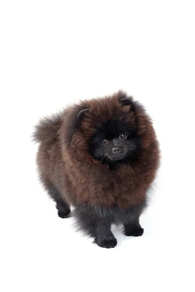 Pomeranian Spitz Hond Geïsoleerd Wit — Stockfoto