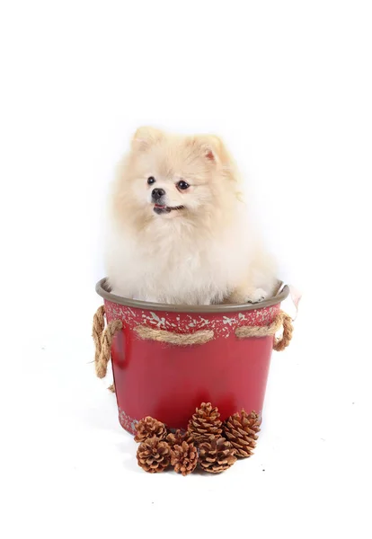 Pomeranian Spitz Hond Geïsoleerd Wit — Stockfoto