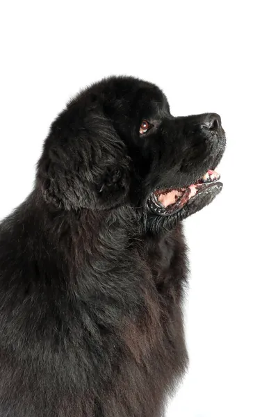 Cão Newfoundland Isolado Fundo Branco — Fotografia de Stock