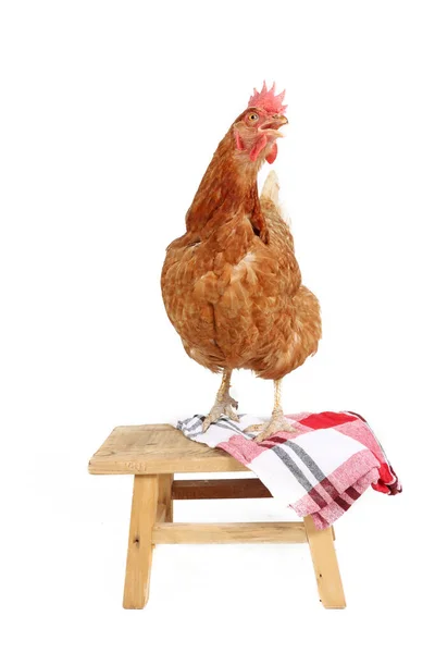 Cokelat Ayam Memasak Koki Terisolasi Pada Latar Belakang Putih Stok Gambar
