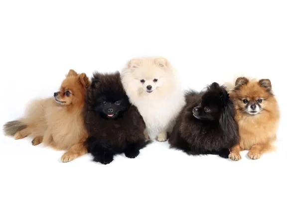 Groep Van Pomeranian Puppy Wit Stockfoto