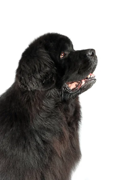 Berdiri Anjing Newfoundland Terisolasi Pada Latar Belakang Putih Stok Lukisan  